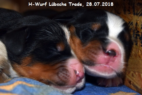 H-Wurf Lbsche Trade, 28.07.2018