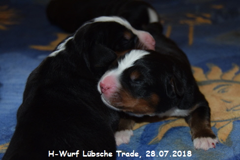 H-Wurf Lbsche Trade, 28.07.2018
