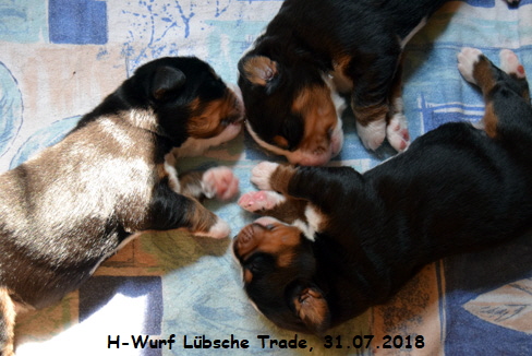 H-Wurf Lbsche Trade, 31.07.2018