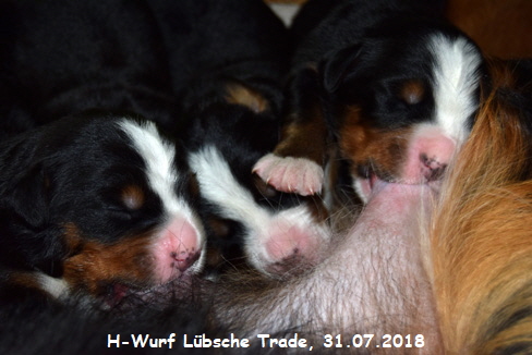H-Wurf Lbsche Trade, 31.07.2018
