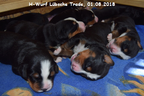 H-Wurf Lbsche Trade, 01.08.2018