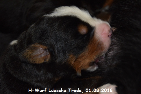 H-Wurf Lbsche Trade, 01.08.2018