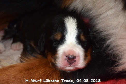 H-Wurf Lbsche Trade, 04.08.2018