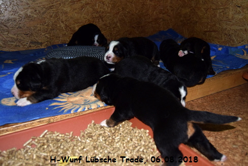 H-Wurf Lbsche Trade, 06.08.2018