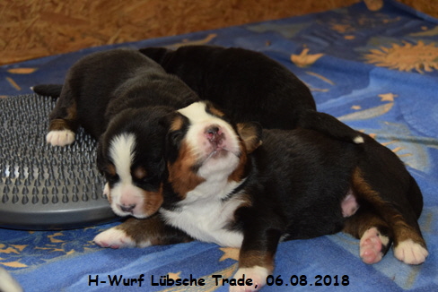 H-Wurf Lbsche Trade, 06.08.2018