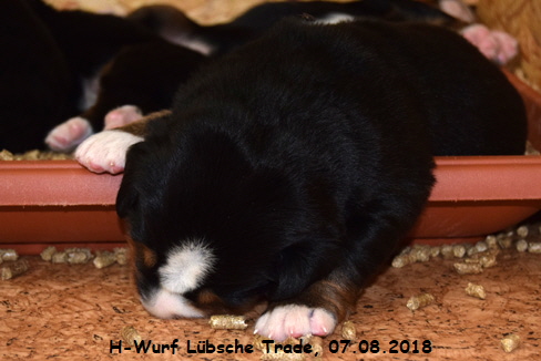 H-Wurf Lbsche Trade, 07.08.2018