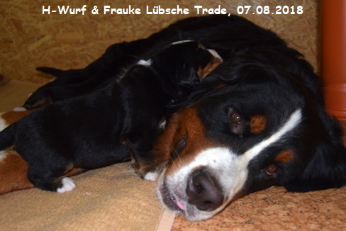 H-Wurf & Frauke Lbsche Trade, 07.08.2018