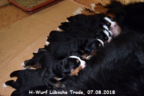 H-Wurf Lbsche Trade, 07.08.2018
