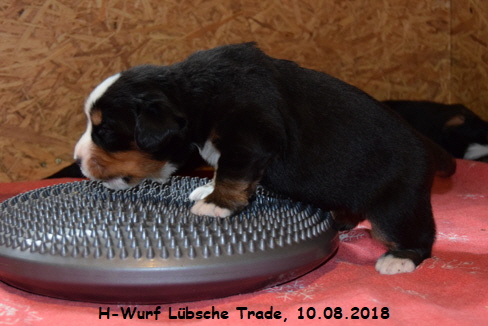 H-Wurf Lbsche Trade, 10.08.2018
