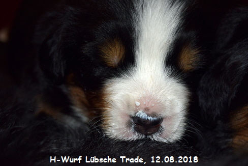 H-Wurf Lbsche Trade, 12.08.2018