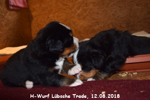 H-Wurf Lbsche Trade, 12.08.2018