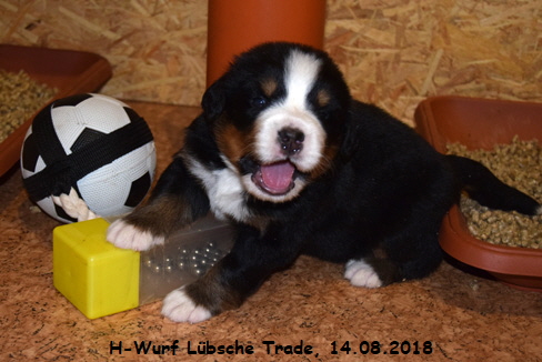 H-Wurf Lbsche Trade, 14.08.2018