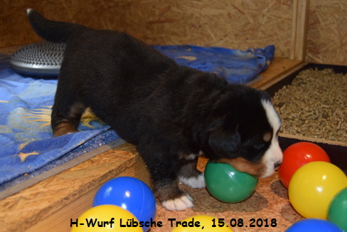 H-Wurf Lbsche Trade, 15.08.2018