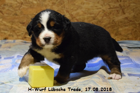 H-Wurf Lbsche Trade, 17.08.2018