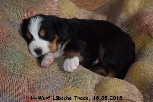 H-Wurf Lbsche Trade, 18.08.2018
