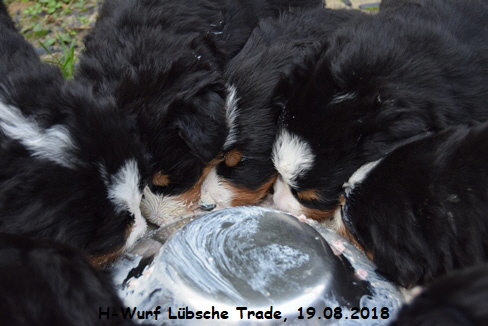 H-Wurf Lbsche Trade, 19.08.2018