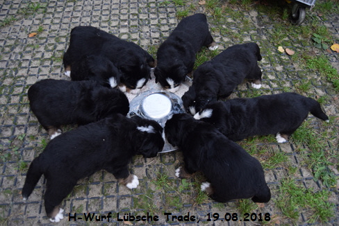 H-Wurf Lbsche Trade, 19.08.2018