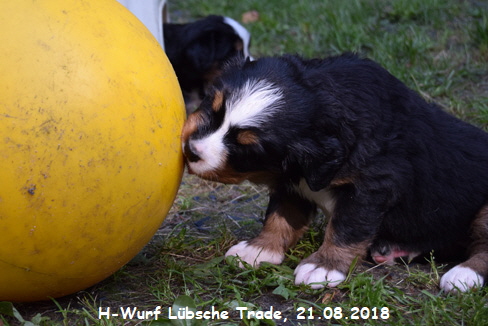H-Wurf Lbsche Trade, 21.08.2018