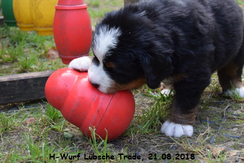 H-Wurf Lbsche Trade, 21.08.2018