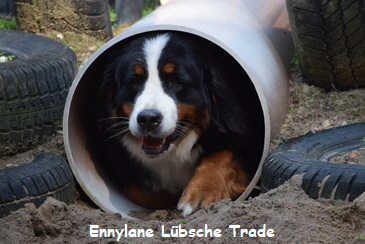 Ennylane Lbsche Trade