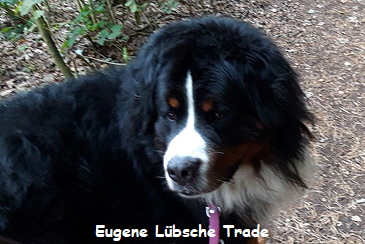 Eugene Lbsche Trade