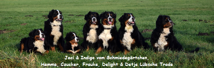 Jaci & Indigo vom Schmiedegrtchen, Hemma, Czucker, Frauke, Delight & Detje Lbsche Trade