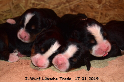 I-Wurf Lbsche Trade, 17.01.2019