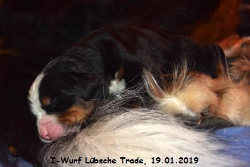I-Wurf Lbsche Trade, 19.01.2019