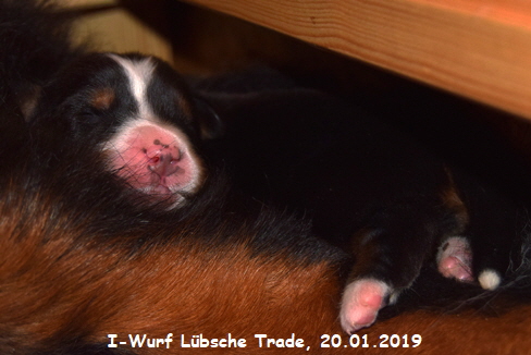 I-Wurf Lbsche Trade, 20.01.2019