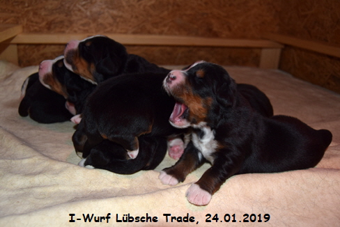 I-Wurf Lbsche Trade, 24.01.2019