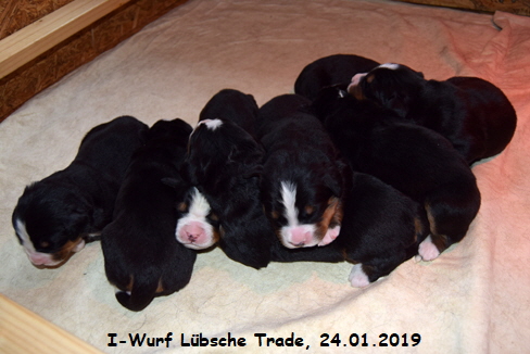 I-Wurf Lbsche Trade, 24.01.2019