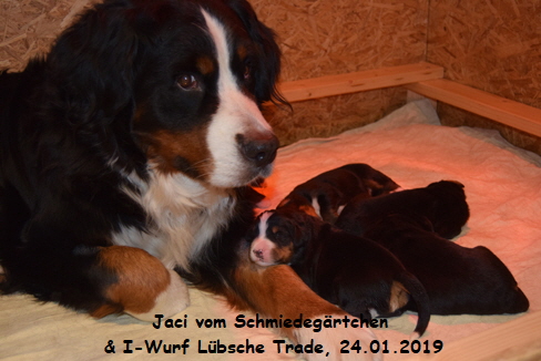 Jaci vom Schmiedegrtchen & I-Wurf Lbsche Trade, 24.01.2019