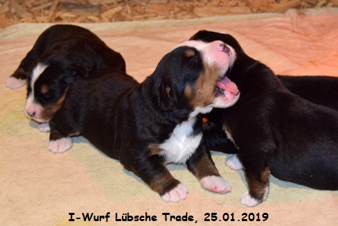 I-Wurf Lbsche Trade, 25.01.2019