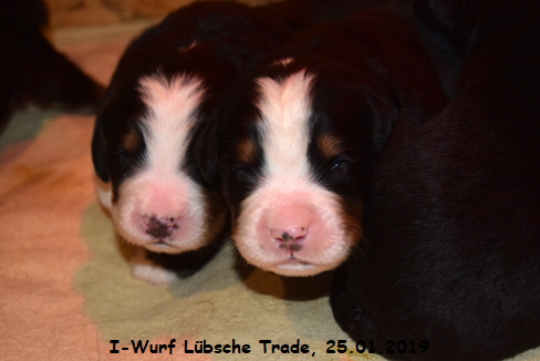 I-Wurf Lbsche Trade, 25.01.2019