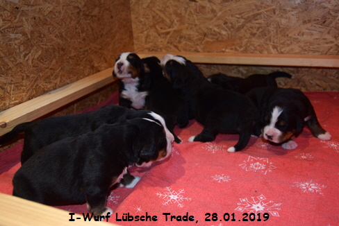 I-Wurf Lbsche Trade, 28.01.2019