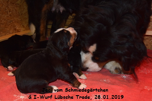Jaci vom Schmiedegrtchen & I-Wurf Lbsche Trade, 28.01.2019