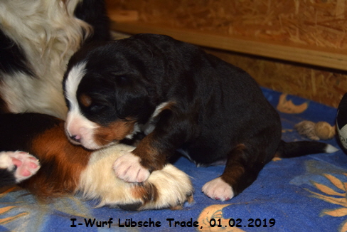 I-Wurf Lbsche Trade, 01.02.2019