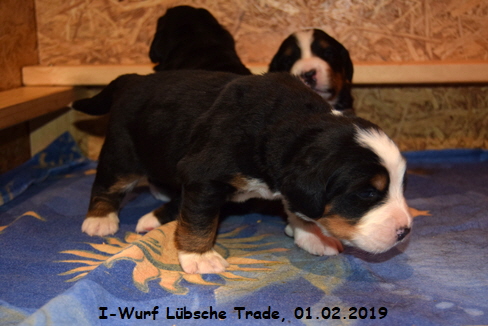 I-Wurf Lbsche Trade, 01.02.2019