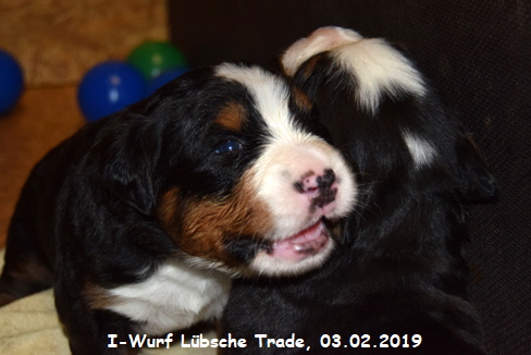 I-Wurf Lbsche Trade, 03.02.2019