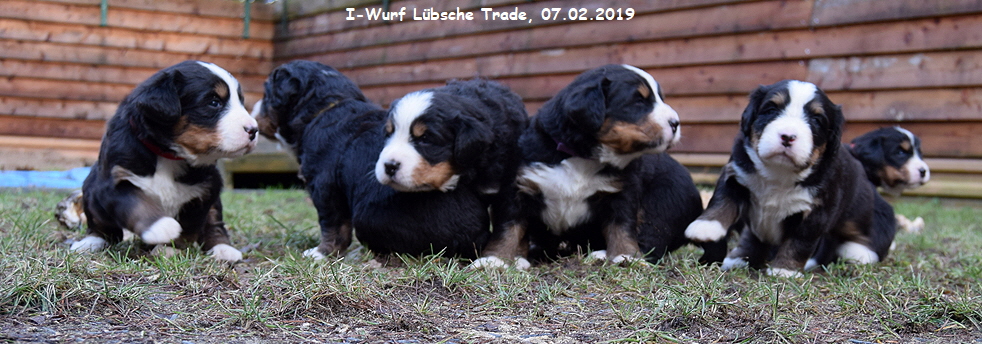 I-Wurf Lbsche Trade, 07.02.2019