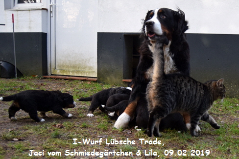 I-Wurf Lbsche Trade, Jaci vom Schmiedegrtchen & Lila, 09.02.2019