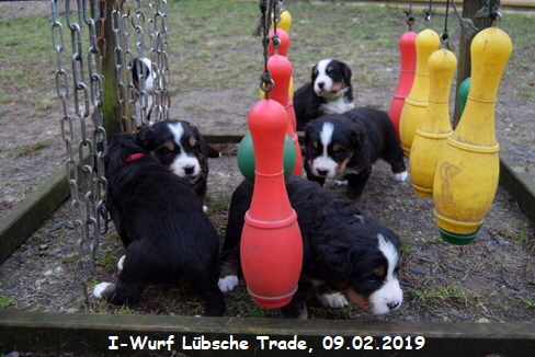 I-Wurf Lbsche Trade, 09.02.2019