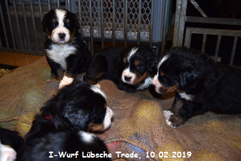 I-Wurf Lbsche Trade, 10.02.2019