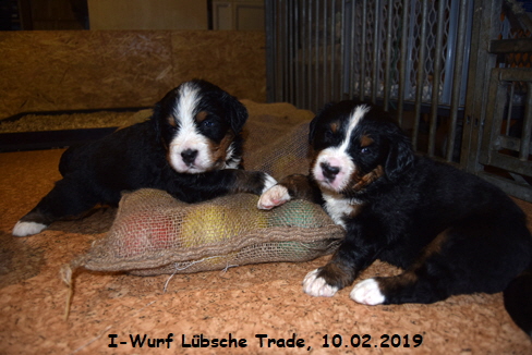 I-Wurf Lbsche Trade, 10.02.2019