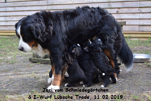 Jaci vom Schmiedegrtchen & I-Wurf Lbsche Trade, 11.02.2019