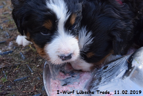 I-Wurf Lbsche Trade, 11.02.2019