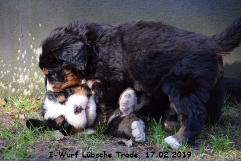 I-Wurf Lbsche Trade, 17.02.2019