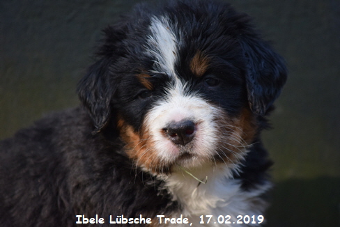 Ibele Lbsche Trade, 17.02.2019
