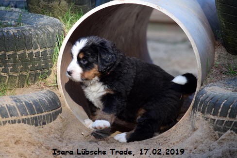 Isara Lbsche Trade, 17.02.2019