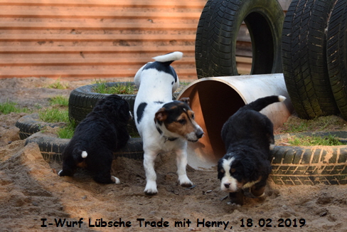 I-Wurf Lbsche Trade mit Henry, 18.02.2019